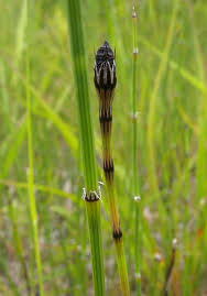 Variegated Horsetail (Equisetum variegatum)