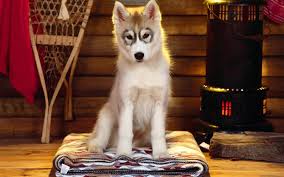 50 siberian husky hd wallpapers and