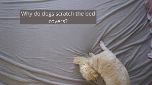 why do dogs scratch carpet important