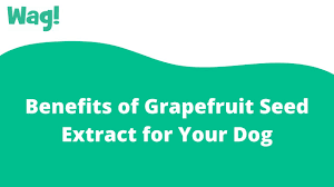 gfruit seed extract for your dog