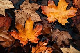 91 000 autumn leaves wallpaper pictures