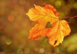 Day first day of fall falls on (northern hemisphere) first day of fall : When Is The First Day Of Fall 2020 Get Ready For The Autumn Equinox And Sweater Weather Nj Com