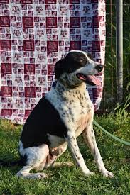 Breeders hoped to create the ultimate bird dog using a mix of other sporting. Dog For Adoption Buster A Border Collie German Shorthaired Pointer Mix In Bryan Tx Petfinder