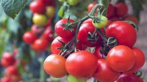 जानिए, ये हैं टमाटर खाने के नुकसान - health risk of tomato - AajTak