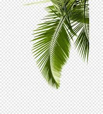 palm leaves leaf coconut png pngegg