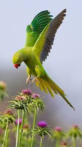 birds flying green parrot parrot