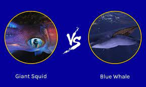 giant squid vs blue whale comparing
