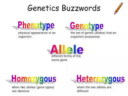 ppt genetics buzzwords powerpoint