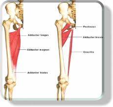 The groin is responsible for adduction of the leg and stabilizing the hip. Weak Inner Thighs And The Peroneal Muscles