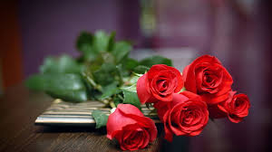 top love rose flowers hd wallpaper