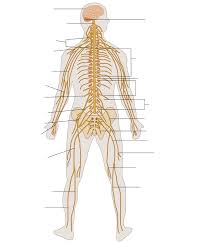 We have a bunch of diagrams of nervous system that you can save to use as your educat. File Te Nervous System Diagram Unlabeled Svg Wikipedia