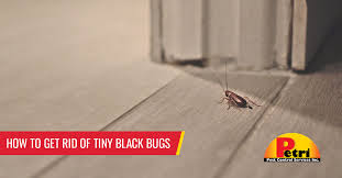 how to get rid of tiny black bugs