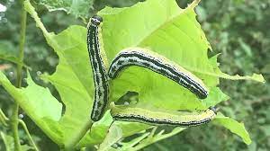 catalpa worms make excellent natural