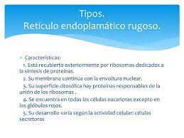 ppt retículo endoplasmático