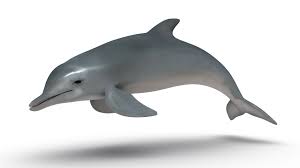 dolphin free 3d models free3d