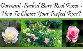 Dormant Packed Bare Root Roses How To