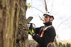 Insurance For Tree Loppers