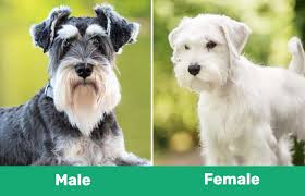male vs female miniature schnauzer the