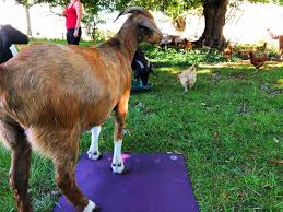 goat yoga in columbus ohio plus other