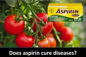 aspirin spray for tomatoes and the