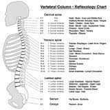 Chart Spine Stock Illustrations 200 Chart Spine Stock