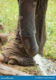 Penis De Elefante Asiático De Primer Orden Orinando Imagen de archivo -  Imagen de sanitario, elefante: 164880367