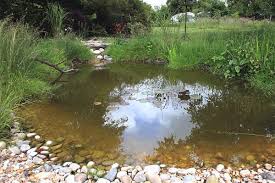 Pond Landscaping