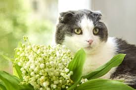 plants are poisonous to family pets