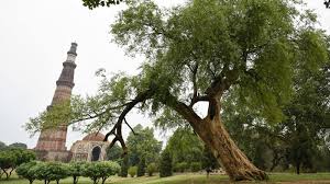 photos delhi s iconic trees in the