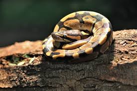 how to care for your ball python snake