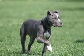 pit bull training and breed information