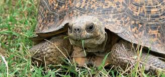 Tortoises Old Older Oldest Exoticdirect
