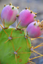 nutrition facts of nopal cactus