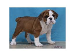 All our puppies come with a one year guarantee. Valley Bulldog Dog Male Red White 2003488 Petland Lewis Center