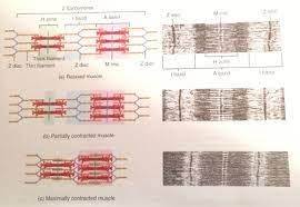 skeletal muscle fibers flashcards