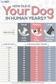 How To Calculate Your Dogs Age Dog Ages Dog Grooming
