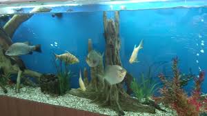 11 ways to decorate a fish tank wikihow