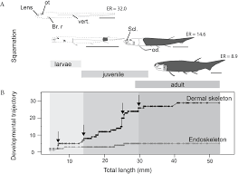 Unravelling The Ontogeny Of A Devonian Early Gnathostome