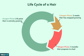 anagen phase of hair growth