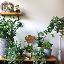 Best Potting Soil For Indoor Plants