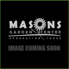 categories roses masons garden centre