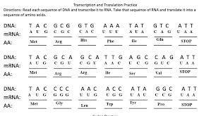 Dna transcription and translation practice worksheet with. Solved Transcription And Translation Practice Directions Read Each Sequence Of Dna And Transcribe It To Rna Take That Sequence Of Rna And Transla Course Hero