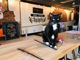 the cat cafes of tennessee the
