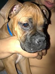 Boxer puppies and dogs around the world. I Have A Boxer Puppy 3 Mo And Has Developed What Looks Like Acne On His Lips And Genitals This Started About A Week Ago And Is Petcoach