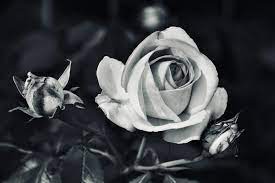 rose in black and white free stock photo