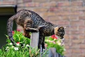 the top 10 cat deters for your yard