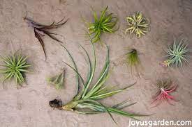 We did not find results for: How To Care For Tillandsias Air Plants Joy Us Garden
