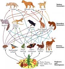 This Is A Food Web The Food Web Shows The Energy Flow