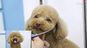 toy poodle grooming summer cut for