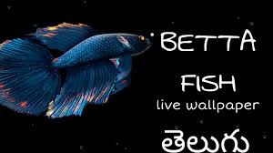 betta fish live wallpaper free in
